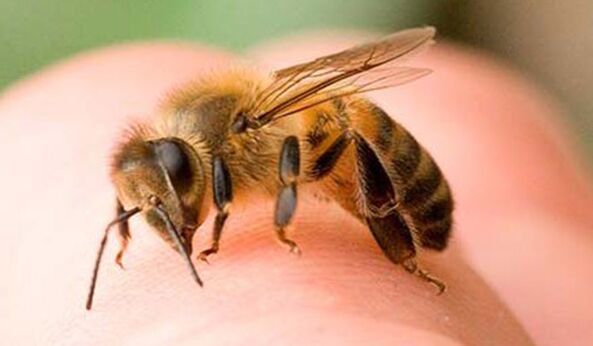 Včelí bodnutí – extrémní způsob, jak zvětšit falus
